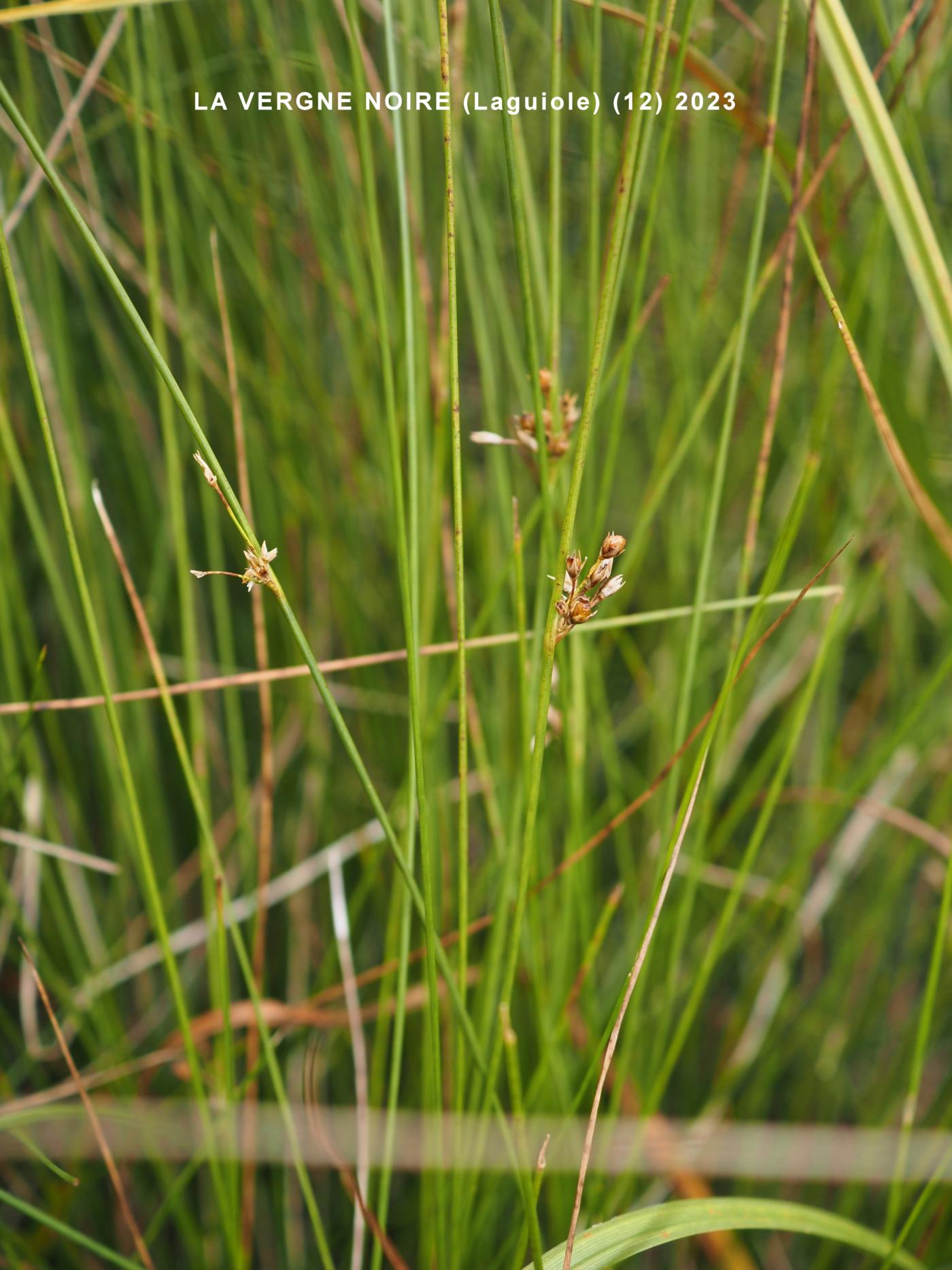 Rush, Thread plant